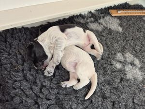 Schapendoes N-nest van de Roeskebeer